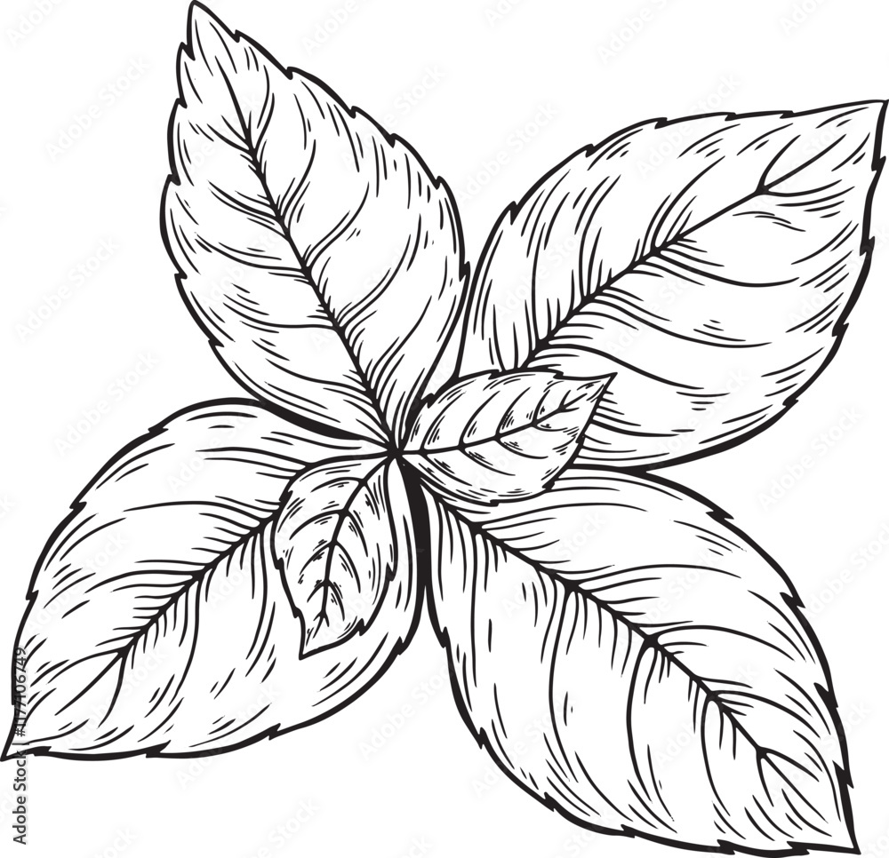Basil line drawing, herb leaves plant vector on white background. Herbal Ingredient for medicine, cooking, treatment, gardening. 