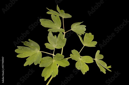 Blue Columbine (Aquilegia coerulea). Leaf Closeup