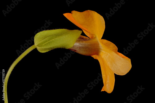 Black-Eyed Susan Vine (Thunbergia alata). Flower Closeup photo