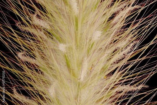 Feathertop Grass (Cenchrus longisetus). Inflorescence Detail Closeup photo