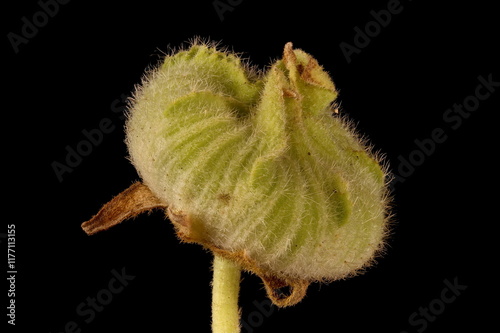 Hollyhock (Alcea rosea). Immature Fruit Closeup photo