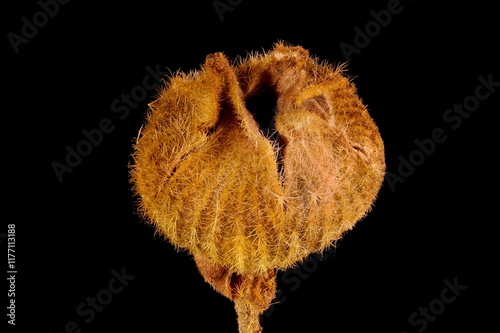 Hollyhock (Alcea rosea). Mature Fruit Closeup photo