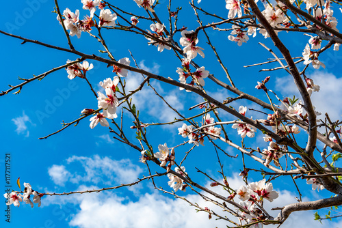 Rami di mandorlo in fiore su fondo di cielo azzurro limpido con qualche nuvola bianca