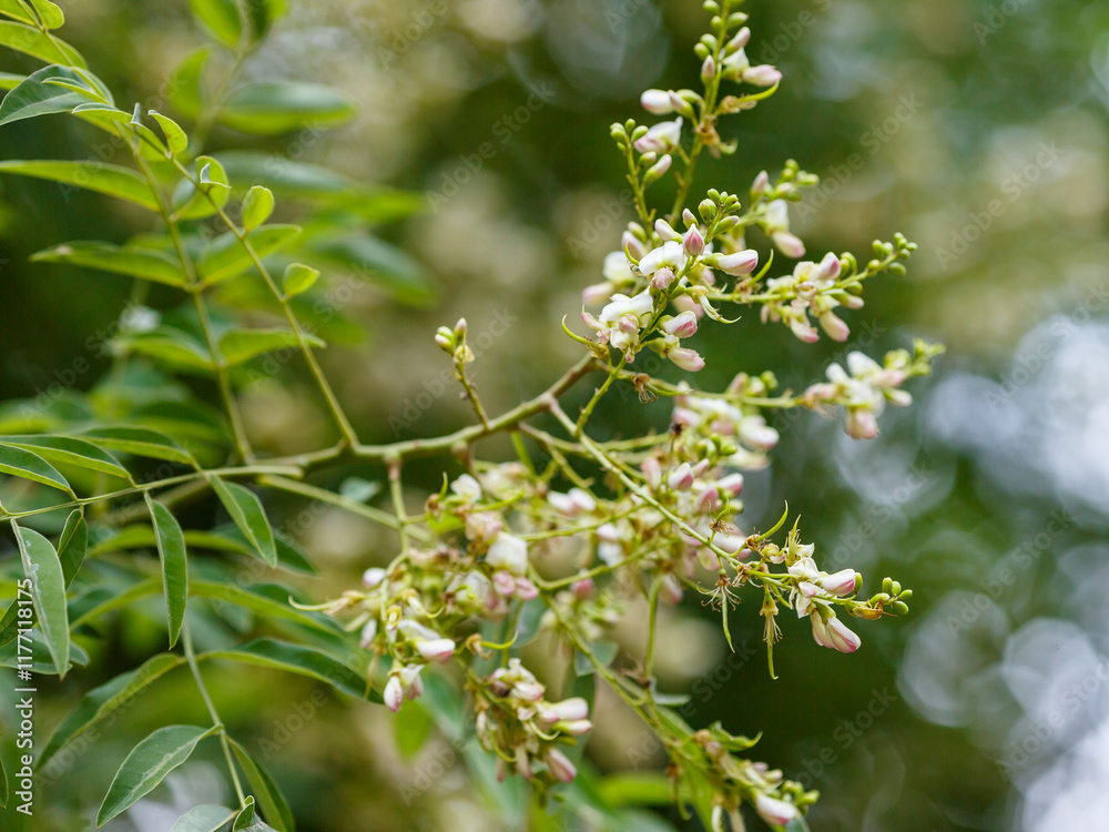 Φωτογραφία Sophora japonica , or Japanese pagoda tree ( Latin- Styphnolóbium japonicum ) is