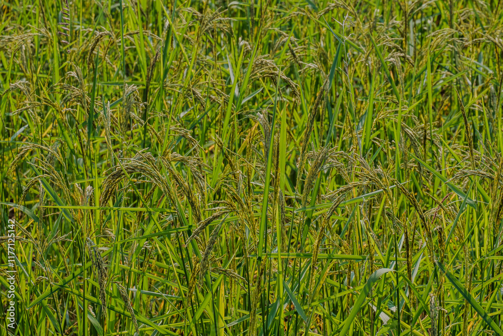 golden rice field in golden sunshine in afternoon golden rice field in golden sunshine in afternoon