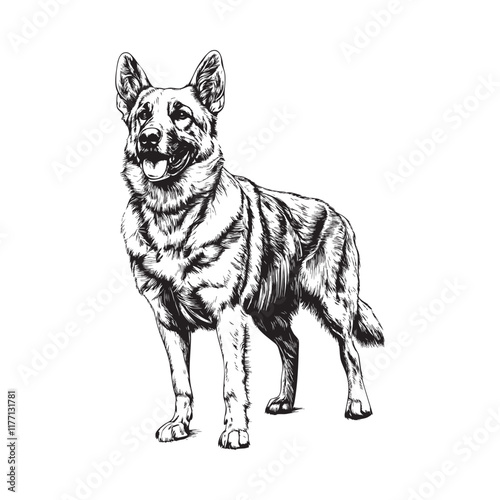 German Shepherd sketch- Dog sketch, vector illustration on white background