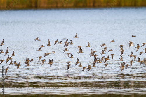 Sandregenpfeifer und Alpenstrandläufer im Flug an der Ostsee	