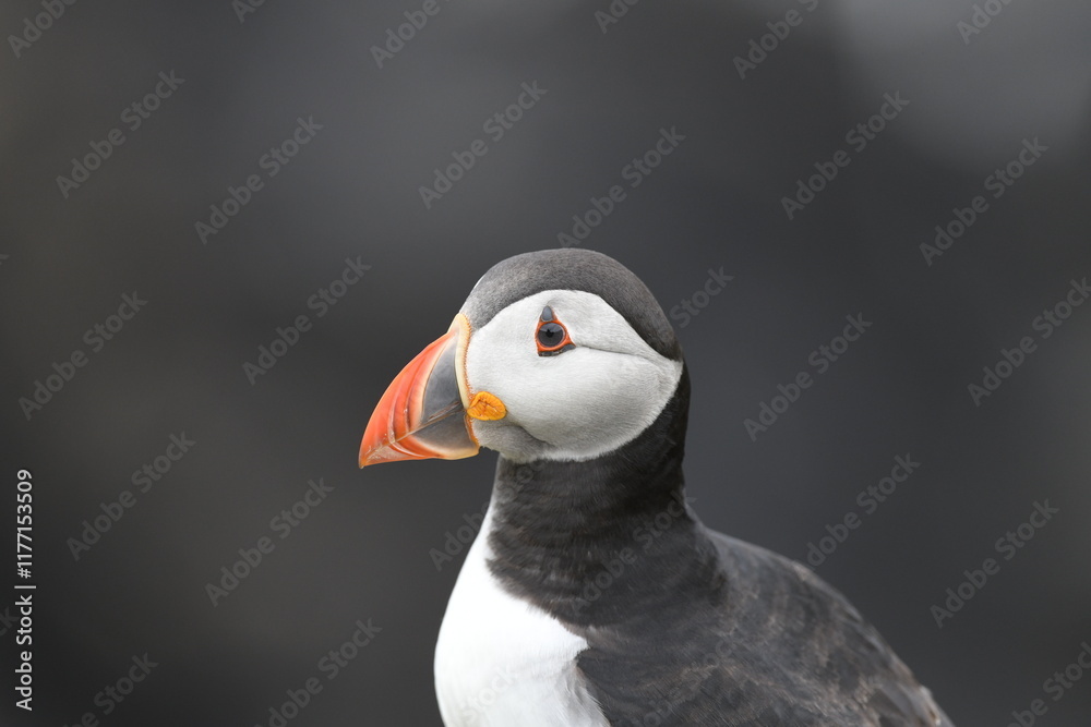Naklejka premium puffin