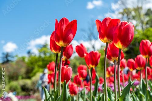 Fotografie Bright red tulips with yellow bases bloom under a clear blue sky in a vibrant spring garden