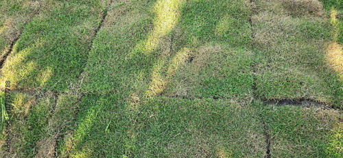 Принти на полотні Grass was cut into sheets, each side 50 cm wide and long, and placed in rows in the garden