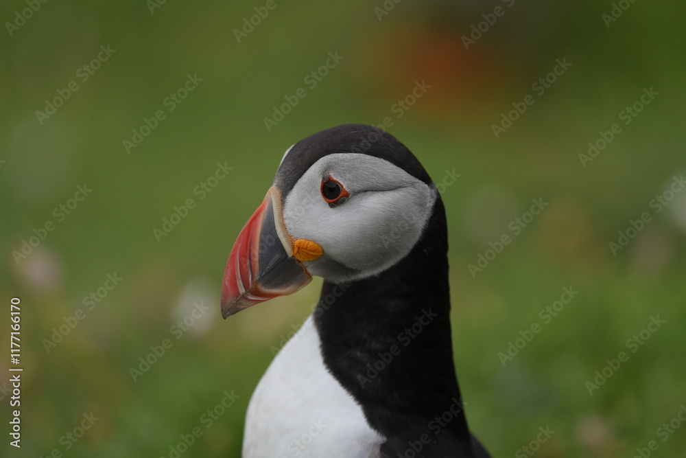 Naklejka premium atlantic puffin