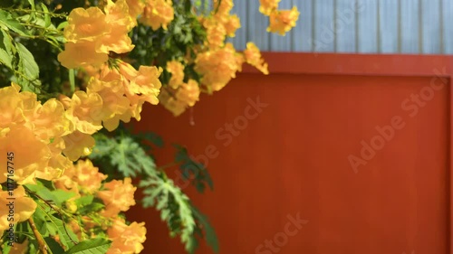 Windblown Closeup Yellow Bell Flower Plant With Bees Flying On Bright Orange Wall And Corrugated Galvanized Sheet Background With Space At Bangkok, Thailand. 01 JAN 2025. A.M.