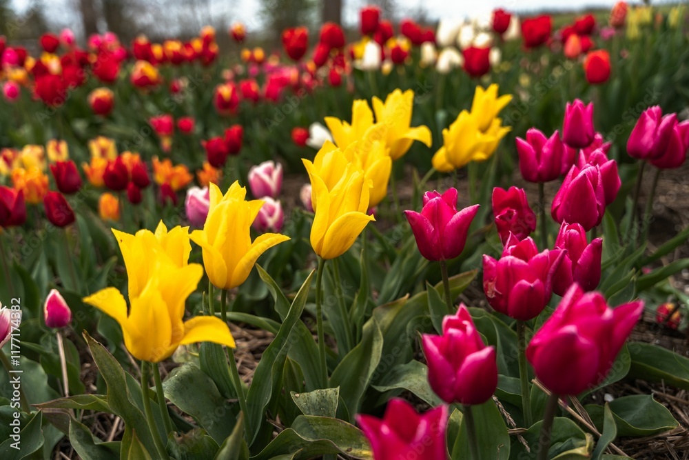 Vibrant tulip field in full bloom. Vibrant tulip field in full bloom.