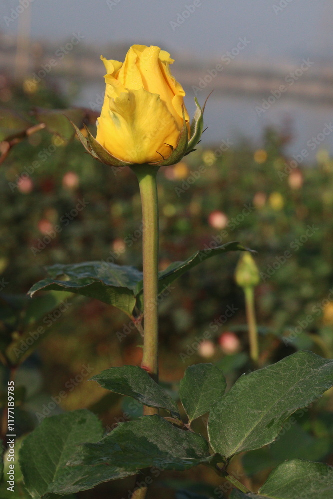 yellow colored rose plant on farm yellow colored rose plant on farm