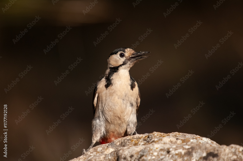 Fototapeta premium Lovely woodpecker on rock and black background. Syrian Woodpecker, Dendrocopos syriacus