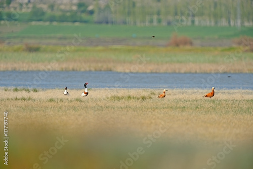 Birds in wetland habitat. Ducks feeding by the lake. Ecosystem. Ruddy Shelduck, Tadorna ferruginea, Common Shelduck, Tadorna tadorna. photo