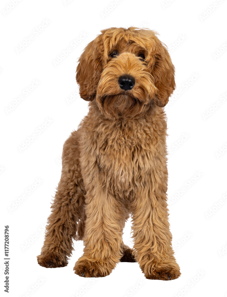 Adorable Labradoodle dog, standing up facing front. Looking towards camera. Isolated cutout on a transparent background. Adorable Labradoodle dog, standing up facing front. Looking towards camera. Isolated cutout on a transparent background.