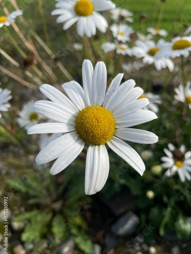daisies in the garden