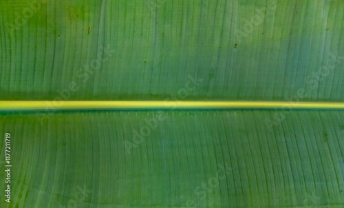 Natural tropical banana leaf texture