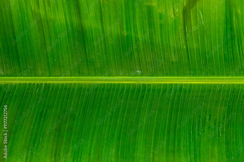 Fototapeta premium Natural tropical banana leaf texture