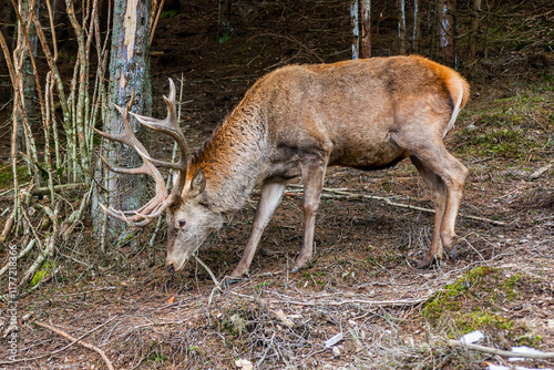 deer in the forest