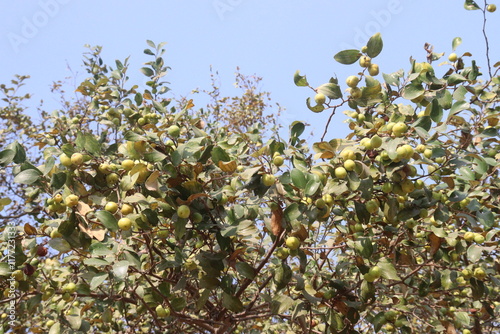 Ziziphus mauritiana fruit on tree in farm photo
