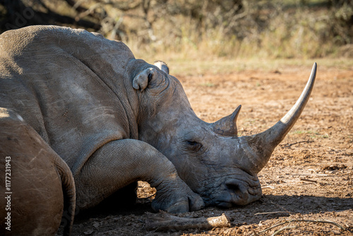 Rhino au repos photo