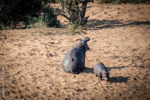 Maman Hippo et son petit
