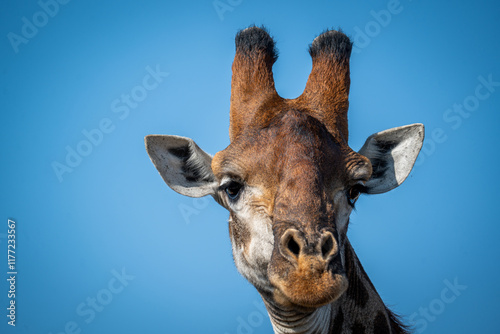 Portrait de girafe