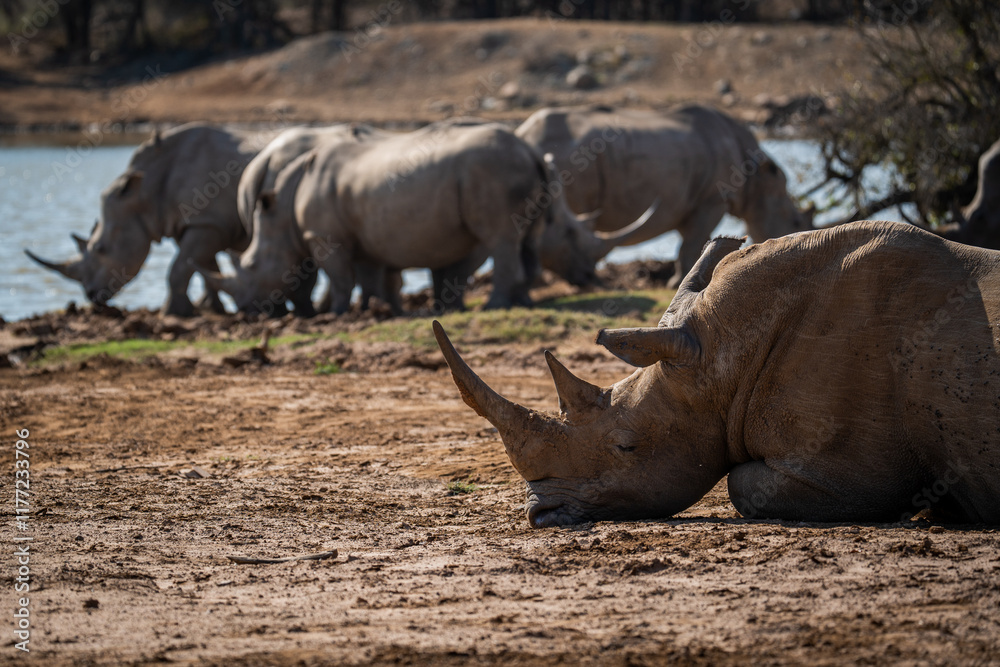Fototapeta premium rhinocéros