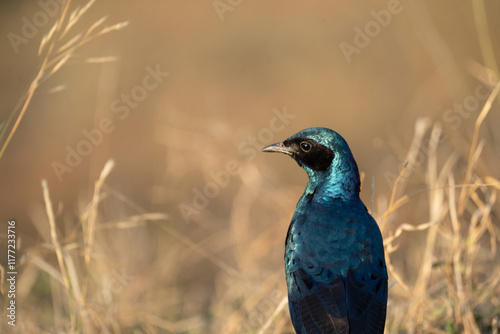 oiseau bleu photo