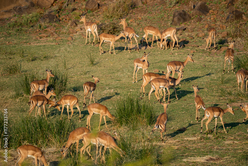 troupeau d'impalas