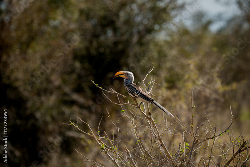 Zazu