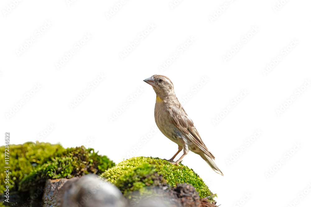 Small cute bird on green moss, isolated on transparent background. Rock Sparrow, Petronia petronia, png. Small cute bird on green moss, isolated on transparent background. Rock Sparrow, Petronia petronia, png.