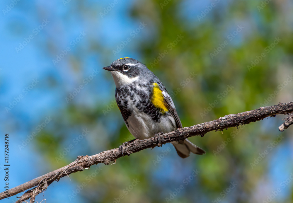 Fototapeta premium Male Yellow-rumped Warbler