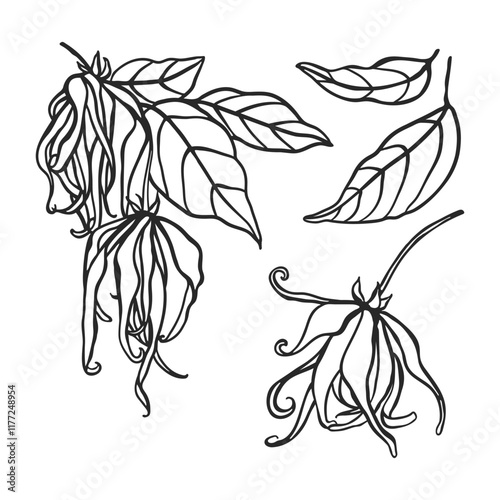 Ylang ylang flowers hand drawn illustration set. Isolated illustration of aromatic plant. Beauty and spa, cosmetic, perfumery ingredient