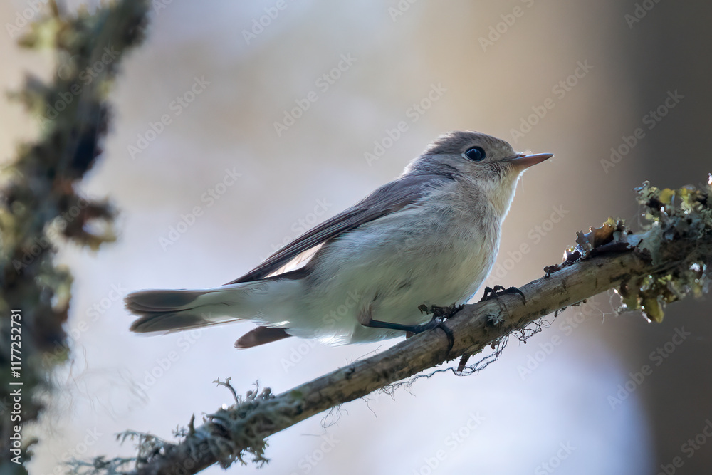 Fototapeta premium Red-breasted Flycatcher