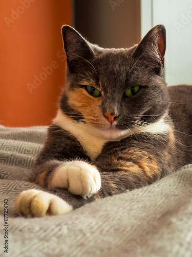 A beautiful domestic cat on a soft bed 