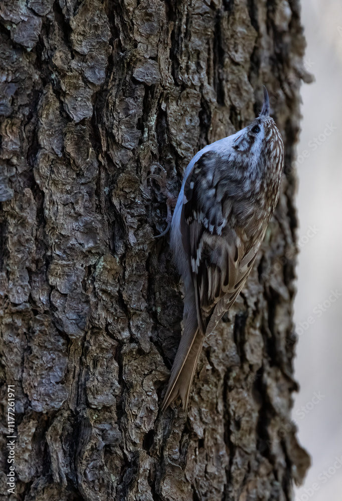 Fototapeta premium Eurasian Treecreeper