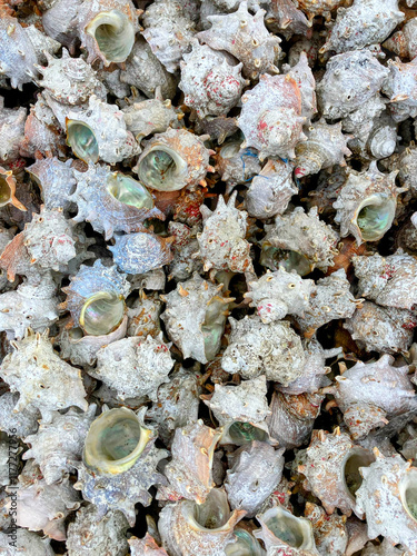 sea shells background
