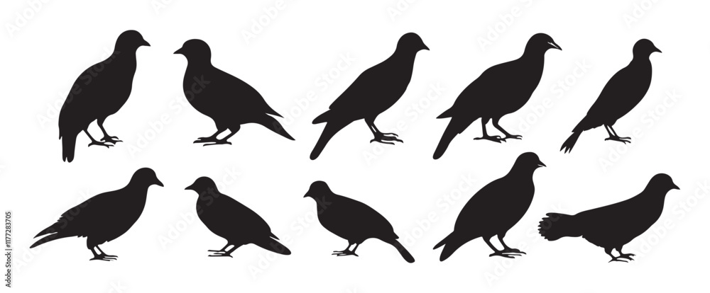 Obraz premium Silhouette Vector Graphics or black and white partridge , partridge vector silhouette, partridge bird icon vector illustration