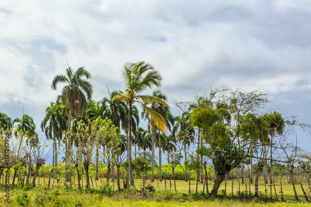 A lush green field with palm trees and a cloudy sky A lush green field with palm trees and a cloudy sky