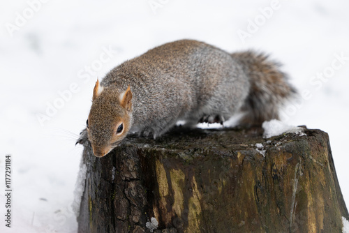 Winter snow scene of a Grey Squirrel (Sciurus carolinensis) on a tree stump. Yorkshire, UK in January photo