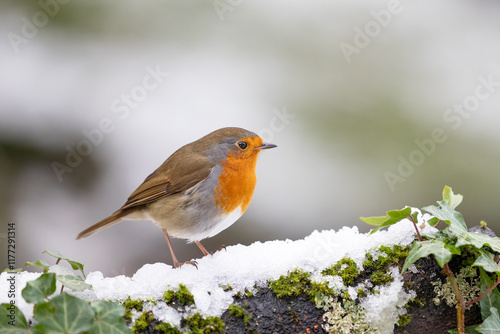 Adult Robin (erithacus rubecula) standing on a snowy log with a wintry, white background - Yorkshire, UK in January