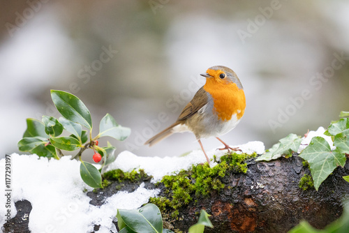 Snowy Robin (erithacus rubecula) on a snowy log with holly and red berries. festive scene. Yorkshire, UK in January
