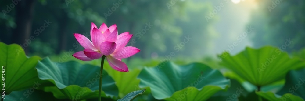 Pink lotus flower unfolding its petals in the misty forest, blooming flowers, pink lotus, Pink lotus flower unfolding its petals in the misty forest, blooming flowers, pink lotus,