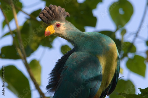 Great blue turaco in Uganda, East Africa