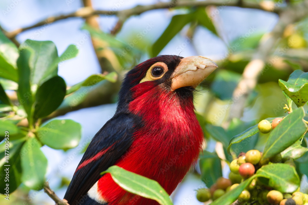 Double toothed barbet in Uganda, East Africa Double toothed barbet in Uganda, East Africa