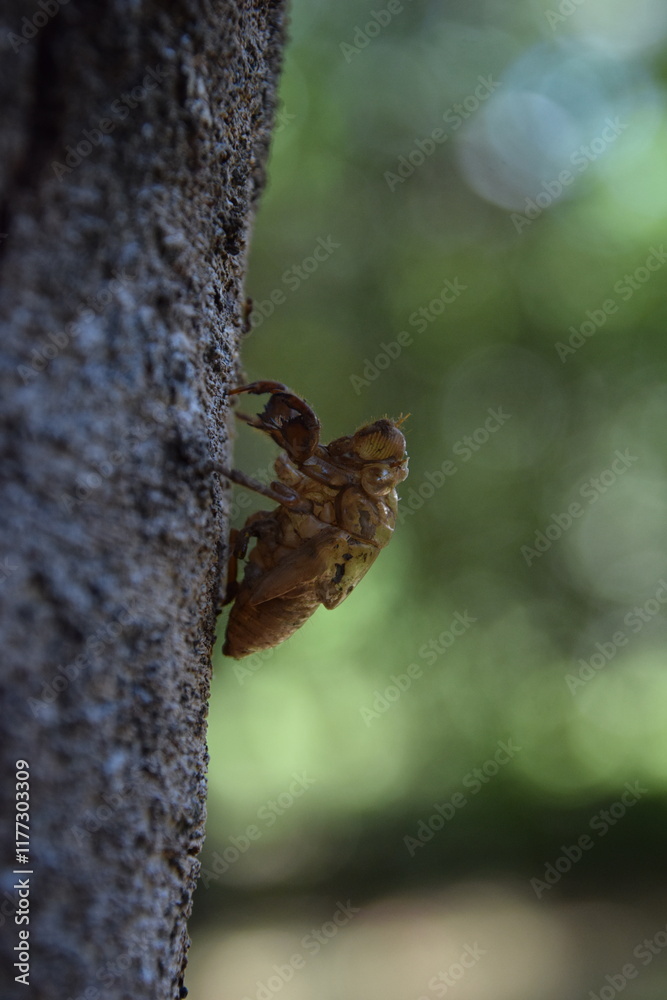 cicada exoeskeleton over a trunk with green bokeh background cicada exoeskeleton over a trunk with green bokeh background
