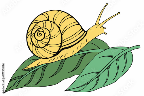 snail on a leaf